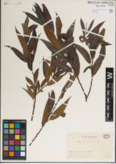 Foto von Salix jessoensis Seemen